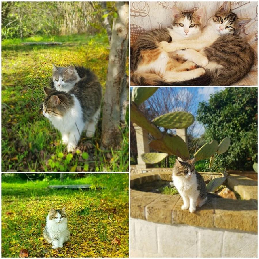 Trulli Aurasia Остуні Екстер'єр фото